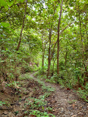 pathway in a jungle 