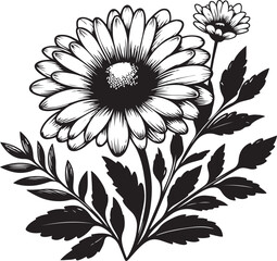 black and white daisy