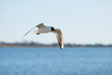 Fototapeta na wymiar Black-headed gull Chroicocephalus ridibundus fishing in a small bay.
