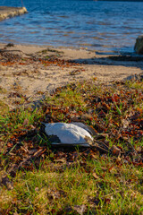 Dead common murre at a beach by the sea.