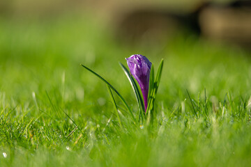 Lonely purple crocus on a lawn in early spring.