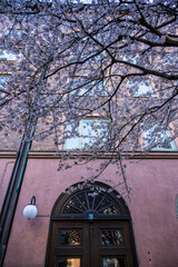 Cherry blossom on a city street.