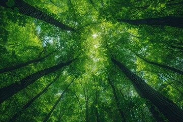 View from below of towering trees in a forest