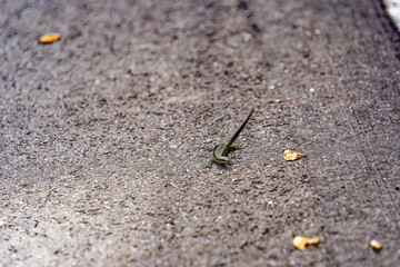 High angle close-up view of green and black lizard at pavement at Swiss City of Zürich on a cloudy spring day. Photo taken April 30th, 2024, Zurich, Switzerland.