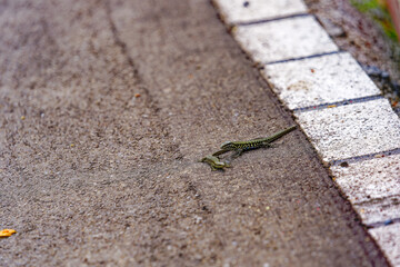 High angle close-up view of two green and black lizards at pavement at Swiss City of Zürich on a cloudy spring day. Photo taken April 30th, 2024, Zurich, Switzerland.