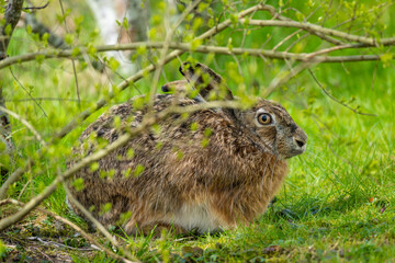European hare Lepus europaeus hiding under a hedge in spring sun.