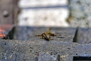 High angle close-up view of green and black lizard at pavement at Swiss City of Zürich on a cloudy spring day. Photo taken April 30th, 2024, Zurich, Switzerland.