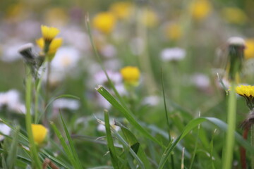 grass, yellow flowers close-up with bokeh effect