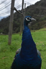 Obraz premium Pavo real