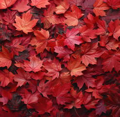 A wall of red maple leaves in a flat lay photography style, symmetrically arranged. Created with Ai