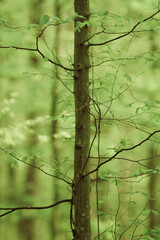 beech tree in the forest
