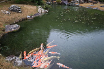  A Japanese garden : a scene of Ritsurin-koen Park in Takamatsu City in Kagawa Prefecture 日本庭園：香川県高松市にある栗林公園の風景