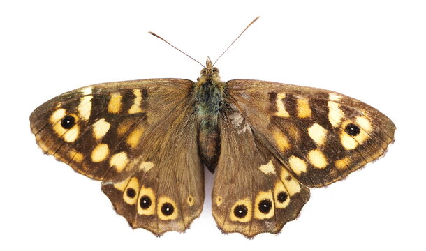 Speckled wood butterfly, Pararge aegeria, isolated on white, top view