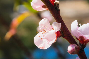 Plum Blossom in Spring