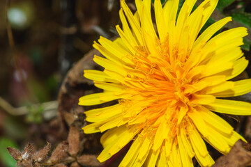 Vibrant Dandelion Close-Up