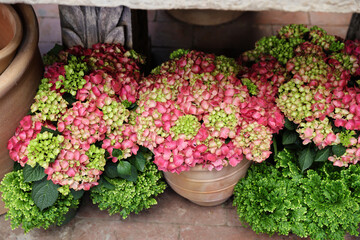 pink and green hydrangeas