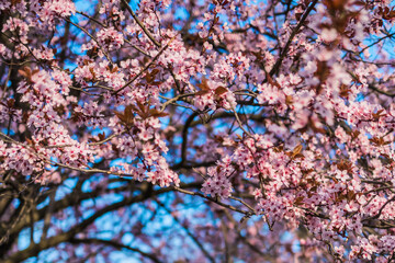 Selective focus of beautiful branches of pink Cherry blossom on the tree under blue sky, Beautiful Sakura flowers during spring season in the park, Nature floral background with copy space. Blooming
