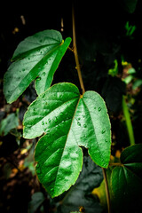 leaves with water drops