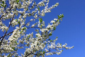 Cherry blossom in spring garden on blue sky background. White flowers and young green leaves on a branch
