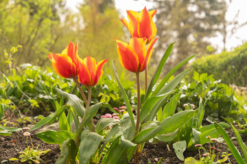 Tulip flowers in Zurich in Switzerland