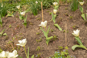 Tulipa Fosteriana flower in Zurich in Switzerland