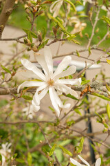 Star magnolia or Magnolia Stellata plant in Zurich in Switzerland