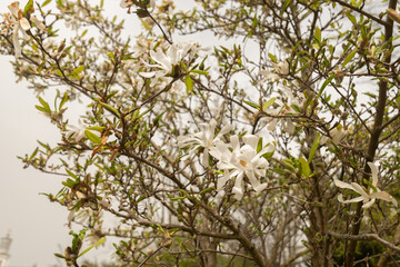 Star magnolia or Magnolia Stellata plant in Zurich in Switzerland