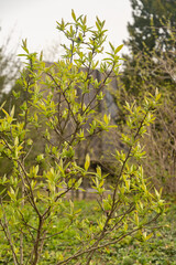 Common medlar or Mespilus Germanica plant in Zurich in Switzerland