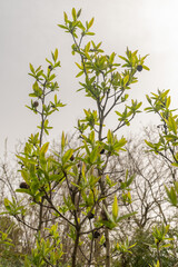 Common medlar or Mespilus Germanica plant in Zurich in Switzerland