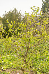 Common medlar or Mespilus Germanica plant in Zurich in Switzerland