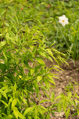 Prinsepia Sinensis plant in Zurich in Switzerland