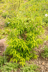 Prinsepia Sinensis plant in Zurich in Switzerland