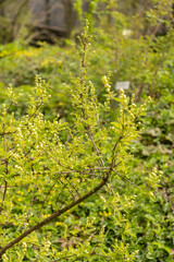 Exochorda Korolkowii plant in Zurich in Switzerland