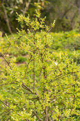Exochorda Korolkowii plant in Zurich in Switzerland
