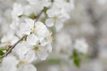 Close up of  cherry blossom in spring . Copy space