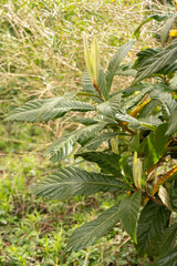 Loquat or Eriobotrya Japonica plant in Zurich in Switzerland