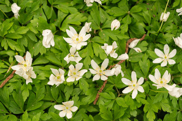 Wood anemone or Anemone Nemorosa flowers in Zurich in Switzerland