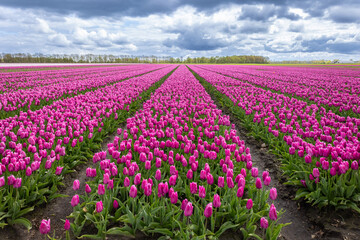 Agricultural tulip fields are in full bloom in the colors purple and pink in the north of the...