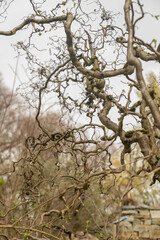 Fototapeta premium Common hazel or Corylus Avellana tree in Zurich in Switzerland
