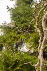 Common hazel or Corylus Avellana tree in Zurich in Switzerland