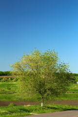 A tree with a bunch of birds flying over it