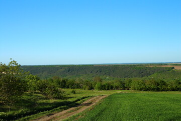 Obraz premium A landscape with trees and grass