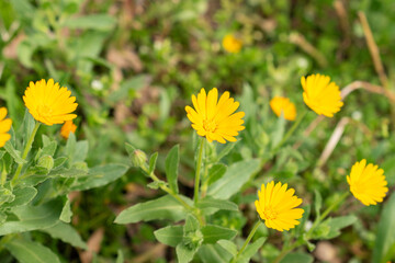 Field marigold or Calendula Arvensis plant in Zurich in Switzerland