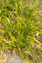 Stinking iris or Iris Foetidissima plant in Zurich in Switzerland