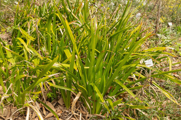 Stinking iris or Iris Foetidissima plant in Zurich in Switzerland