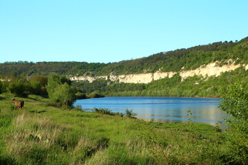 A river with a cow in the background
