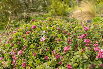 Daphne Sericea plant in Zurich in Switzerland