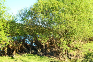 Fototapeta premium A tree with green leaves