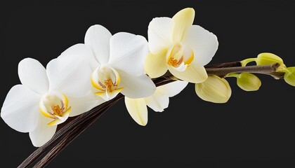 attractive white color vanilla orchid isolated on transparent background