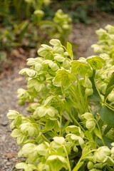 Holly leaved hellebore or Helleborus Argutifolius plant in Zurich in Switzerland